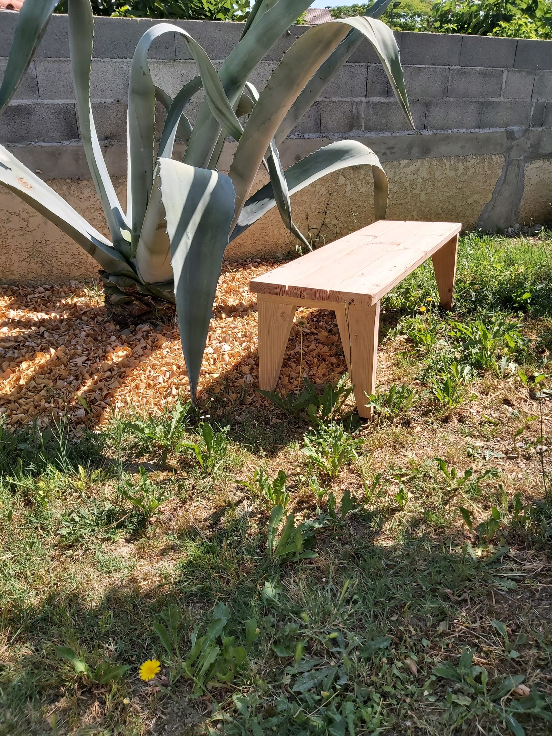 Banc Agave – Image 2