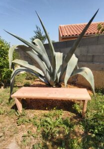 Banc Agave