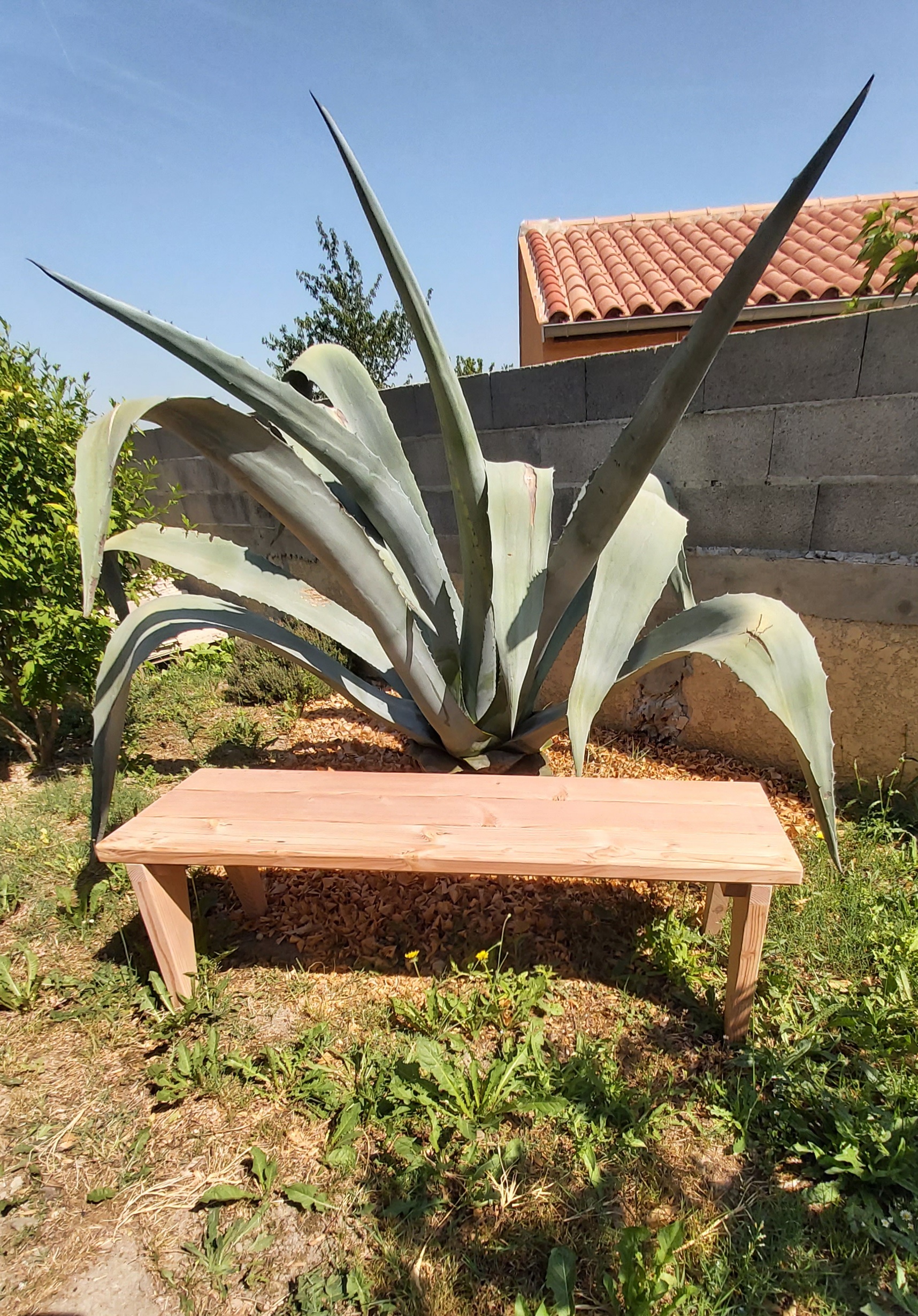 Banc Agave Banc Agave